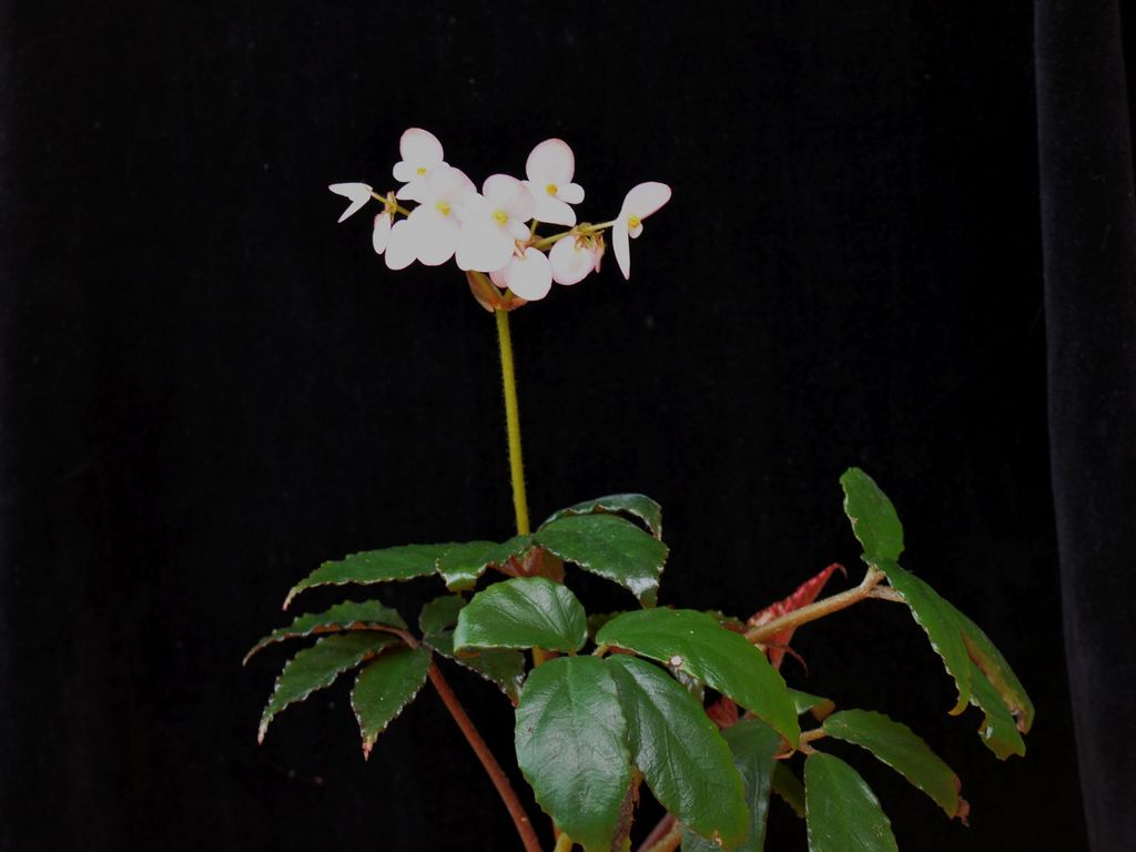 B. fangii